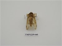 藏品(星內斑舟蛾)的圖片